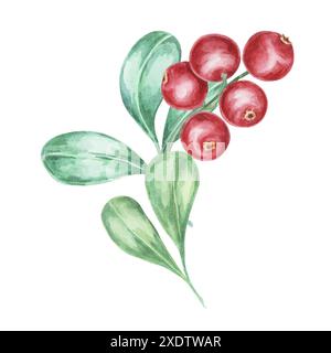 Mirtillo rosso, cowberry, ramo di lingonberry in acquerello. Foresta rossa clipart di bacche nordiche. Raccolta autunnale, illustrazione botanica delle piante medicinali per etichette, menu, tè, integratori alimentari, Ringraziamento Foto Stock
