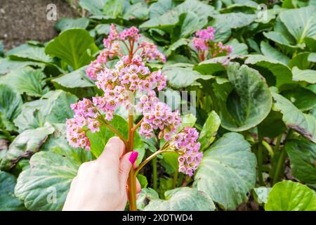 Bergenia a foglia spessa nella mano di donna, o Saxifraga a foglia spessa , o tè mongolo ( lat. Bergenia crassifolia ) è fiorita in primavera. Garden Bloo Foto Stock