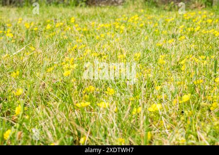 Primo piano di Ranunculus repens, la tromba strisciante, è una pianta in fiore della famiglia delle ranunculaceae, nel giardino. Foto di alta qualità Foto Stock