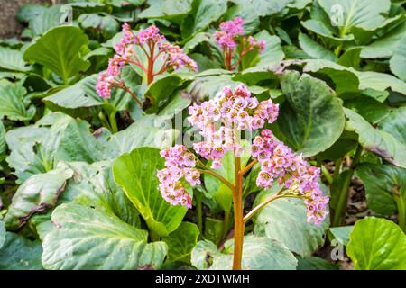 Bergenia a foglia spessa, o Saxifraga a foglia spessa , o tè mongolo ( lat. Bergenia crassifolia ) è fiorita in primavera. Giardino fiorito Foto Stock