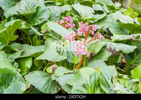 Bergenia a foglia spessa, o Saxifraga a foglia spessa , o tè mongolo ( lat. Bergenia crassifolia ) è fiorita in primavera. Giardino fiorito Foto Stock