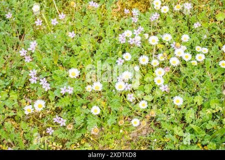 Camomilla campo fiori bordo. Bella scena della natura con camomille mediche fiorenti in luce solare. Medicina alternativa Spring Daisy. Estate volata Foto Stock