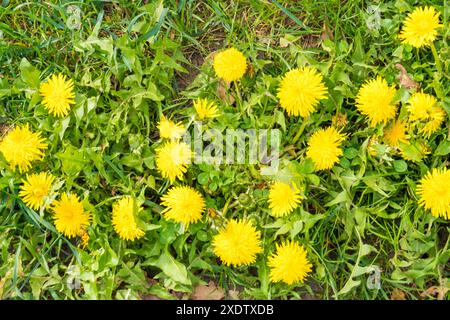 Donna che raccoglie fiori primaverili leoni gialli sul prato in estate. Ripresa dal punto di vista. . Foto di alta qualità Foto Stock