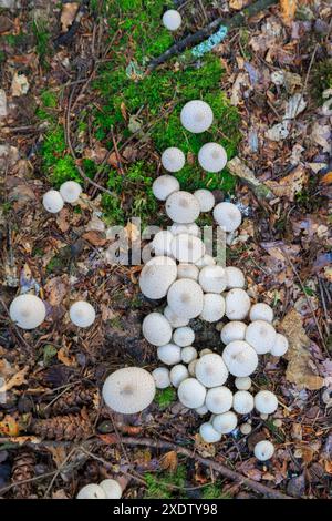 Palle comuni, Lycoperdon perlatum, New Forest, Hampshire, Regno Unito Foto Stock