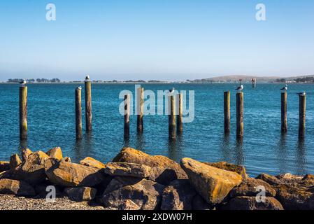 Bodega Bay è un villaggio degli Stati Uniti d'America situato nella contea di Sonoma, California. Foto Stock