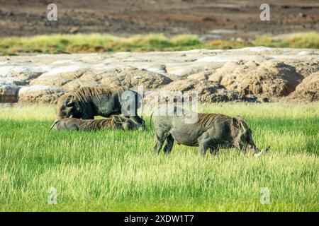 La famiglia dei warthogs selvatici si nutre nel campo erboso, vicino al lago Abbe, nella regione di Dikhil, a Gibuti Foto Stock