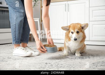 Donna con ciotola di cibo secco che dà da mangiare al suo carino cane Corgi in cucina a casa Foto Stock