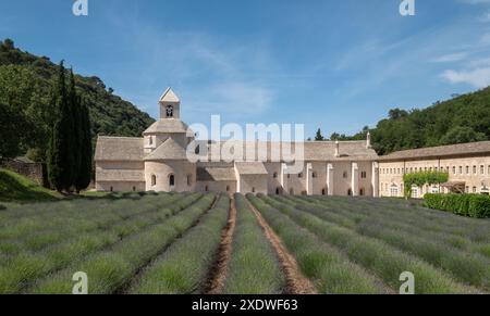 Gordes, Francia. Abbazia di Sénanque in Provenza, fotografata con campi di lavanda in primo piano. Foto Stock