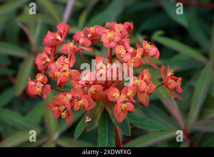 Griffiths Spurge, Euphorbia griffithii, Euphorbiaceae. Bhutan, Tibet e Cina sud-occidentale. Foto Stock