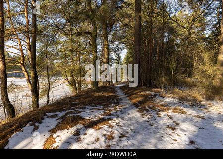 alberi senza fogliame nella stagione invernale, natura nella stagione invernale con il sole Foto Stock