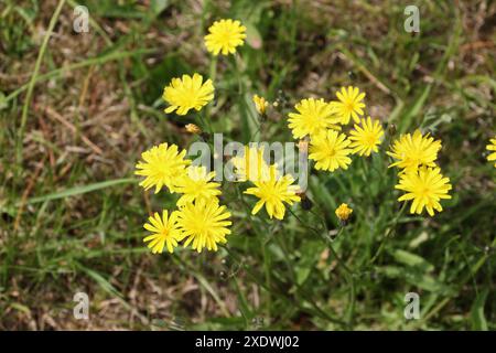 Fiori gialli in fiore della pianta liscia della barba di Falco Crepis capillaris Foto Stock