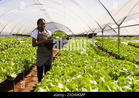 Contadina afroamericana che raccoglie lattuga in serra idroponica, copia spazio Foto Stock