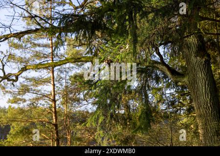 alberi senza fogliame nella stagione invernale, natura nella stagione invernale con il sole Foto Stock