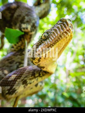 Boa arborea malgascia, Sanzinia madagascariensis, nel Parco nazionale di Lokobe, Nosy Be, Madagascar Foto Stock