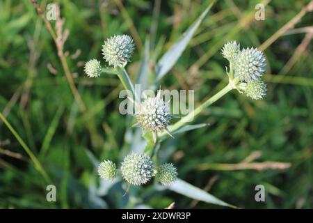 Maestra di serpenti a sonagli a Wayside Woods a Morton Grove, Illinois Foto Stock