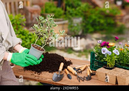 Donna giardiniere piante fiori nel suo giardino, si prende cura del giardino, ripiantando piante da interno, amore per fiori e piante Foto Stock