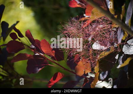 Splendida fogliame e soffici semi di alberi di fumo in un giardino, con colori vivaci che contrastano con il cielo azzurro. Foto Stock