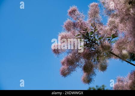 Soffice ammasso di fiori rosa di cespuglio affumicato contro un cielo azzurro limpido durante l'estate, che mostra bellezza naturale e tranquillità. Foto Stock