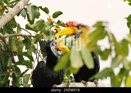 Un paio di carpini bussati (Rhyticeros cassidix) si aprono su un albero di fico fruttato in una zona vegetata a Bitung, Sulawesi settentrionale, Indonesia. Foto Stock