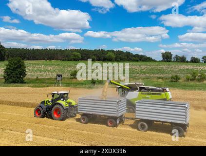 24 giugno 2024, Brandeburgo, Francoforte (Oder): Un agricoltore raccoglie orzo con la sua mietitrebbia in un campo nel Brandeburgo orientale (foto aerea scattata con un drone). La raccolta dei cereali sta lentamente iniziando sui campi in Germania e molti agricoltori stanno ancora sperando in un maggiore sole. Foto: Patrick Pleul/dpa Foto Stock