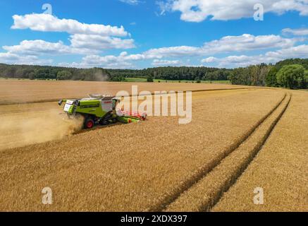 24 giugno 2024, Brandeburgo, Francoforte (Oder): Un agricoltore raccoglie orzo con la sua mietitrebbia in un campo nel Brandeburgo orientale (foto aerea scattata con un drone). La raccolta dei cereali sta lentamente iniziando sui campi in Germania e molti agricoltori stanno ancora sperando in un maggiore sole. Foto: Patrick Pleul/dpa Foto Stock