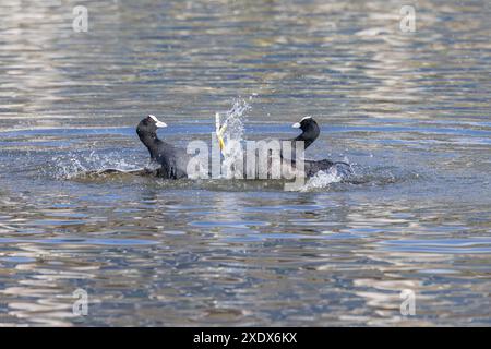 Coots [ Fulica Atra ] 2 uccelli adulti che combattono sul lago Foto Stock