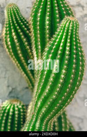 Spazzola per capelli cactus o pettine indiano (Pachycereus pecten-aboriginum), messa a fuoco selettiva Foto Stock