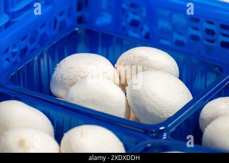 Coltivazione di funghi champignoni bianchi freschi in azienda agricola biologica nei Paesi Bassi, industria alimentare in Europa, scatole di plastica con champignoni pronti per la vendita Foto Stock