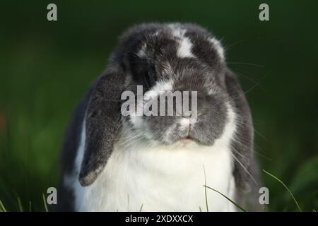 Lop-eared Dwarf Rabbit Foto Stock