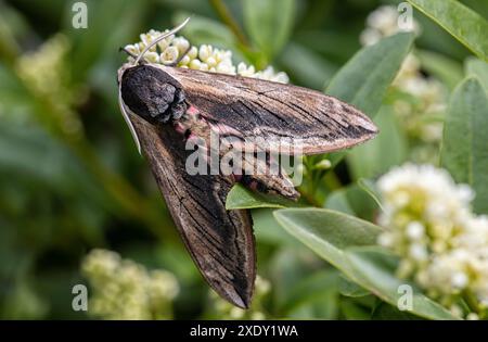 Falena di falco di Privet (Sfinge ligustri) su fiori bianchi, Parco forestale di Haldon in un'area gestita per la conservazione delle farfalle, Exeter, Devon. Foto Stock