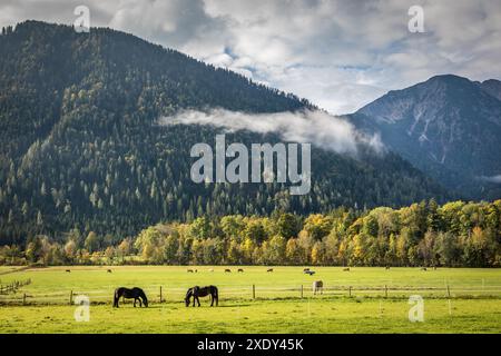 Geografia / viaggi, Germania, Baviera, cavalli al pascolo sulla strada alpina vicino a Bayrischzell, ULTERIORI DIRITTI-CLEARANCE-INFO-NON-DISPONIBILI Foto Stock
