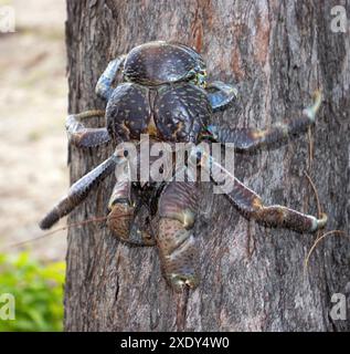 La noce di cocco o granchio Robber è il più grande membro della famiglia Hermit Crab e ha una base completamente terrestre. Sono grossi e potenti scavatori Foto Stock