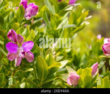 Fiori esotici e dai colori vivaci in Portogallo Foto Stock