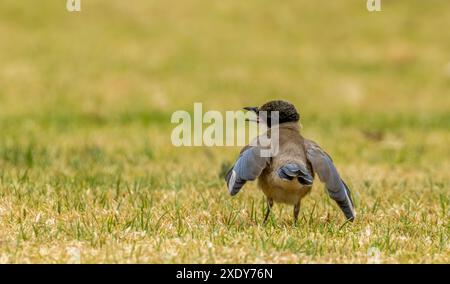 Magpie iberiche in un giardino in Portogallo Foto Stock