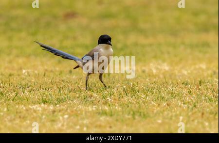 Magpie iberiche in un giardino in Portogallo Foto Stock