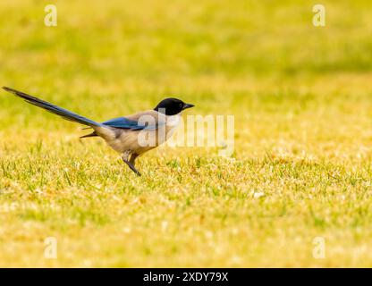 Magpie iberiche in un giardino in Portogallo Foto Stock