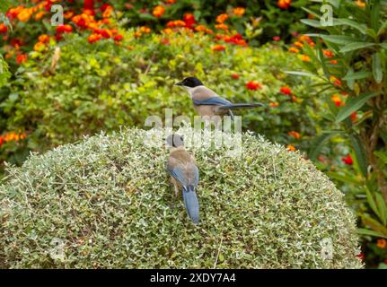 Magpie iberiche in un giardino in Portogallo Foto Stock