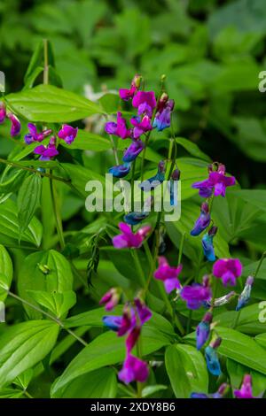 Fiori di primaverile Lathyrus vernus pianta in natura selvaggia. Maggio. Foto Stock