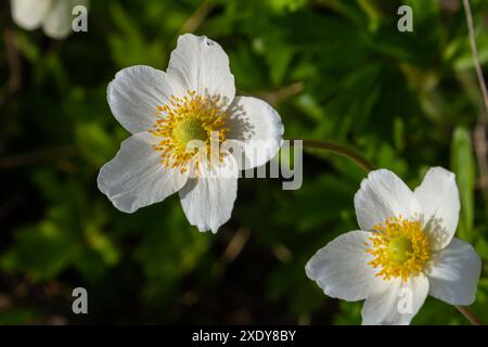 Anemonoides sylvestris Anemone sylvestris, noto come anemone a goccia di neve o fiore a goccia di neve, è una pianta perenne che fiorisce in primavera. Foto Stock