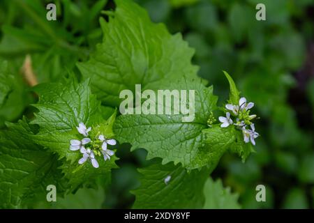 Aglio senape fiori Alliaria petiolata primo piano. L'Alliaria petiolata, o senape all'aglio, è una pianta biennale fiorita della famiglia Brassic Foto Stock