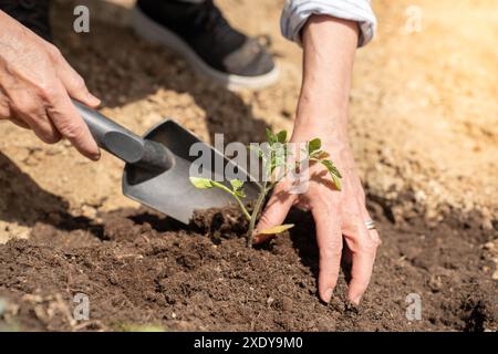 Mani di una donna contadina in un giardino biologico con una pala. Foto Stock