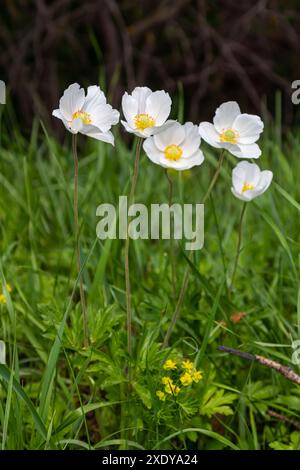 Anemonoides sylvestris Anemone sylvestris, noto come anemone a goccia di neve o fiore a goccia di neve, è una pianta perenne che fiorisce in primavera. Foto Stock