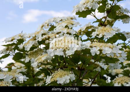 Fiore di Viburnum in fiore. Splendido scatto macro di agglomerati di fiori bianchi di piante ornamentali. Foto Stock