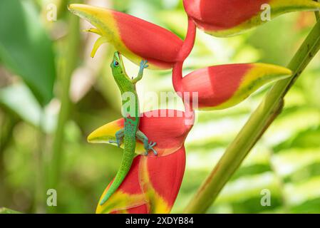 Un geco vibrante su una foglia di piante di banana, con occhi ampi, che guarda direttamente alla macchina fotografica in un giardino tropicale hawaiano. Foto Stock