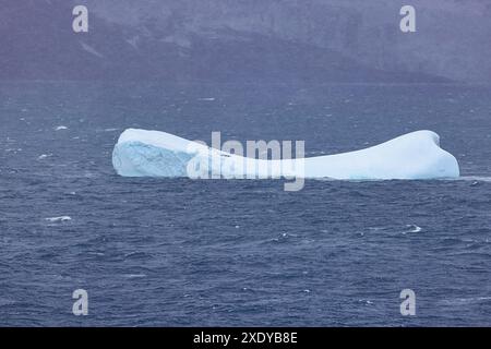 Colonia di pinguini gentoo che riposano su un iceberg appena a sud di Elephant Island, un'isola montuosa al largo della costa dell'Antartide Foto Stock