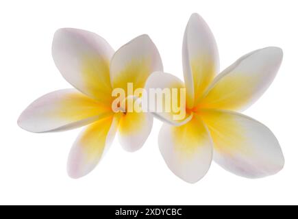 Due fiori di Frangipani isolati su sfondo bianco Foto Stock