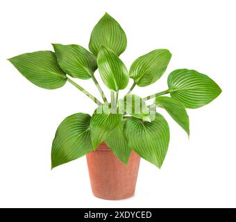 Hosta plantaginea in vaso isolato su fondo bianco Foto Stock