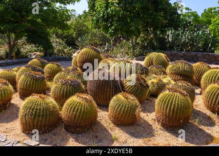 Grandi piante di cactus rotondo nel giardino di cactus, Parque de la Paloma, Benalmadena, Costa del Sol, Malaga, Spagna Foto Stock