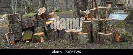 Tagli freschi di acero di legno e tronchi di aspen in grandi cumuli Foto Stock