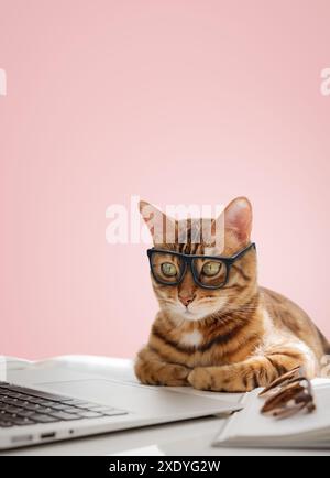 Un gatto d'affari con gli occhiali lavora al computer. Il gatto è un impiegato. Copia spazio. Foto Stock